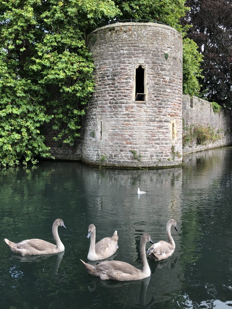 The moat at The Bishop's Palace, Wells