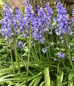 Spanish bluebell