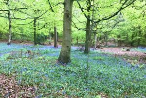 Bluebells at Goblin Combe