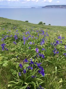 Bluebells at Brean Down