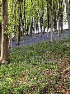 Bluebells at Prior's Wood