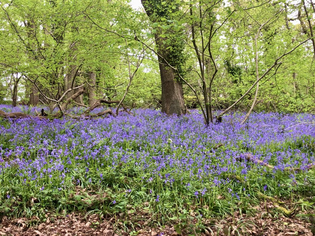 Carpet of English Bluebells in woodland 