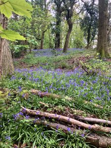 Bluebell Wood