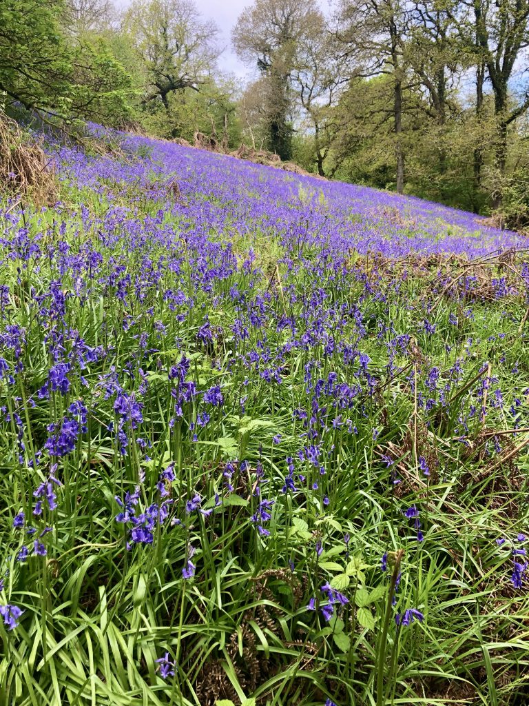 Carpet of native English Bluebells