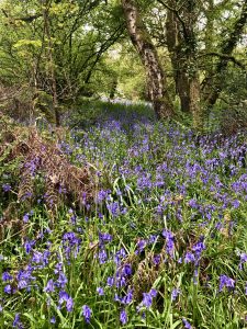 Bluebells in the wood