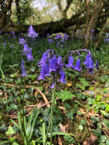 English Bluebell