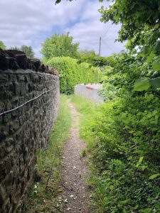 Footpath between gardens