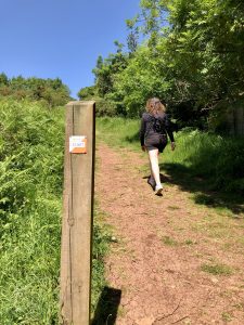 Walking up to Cadbury Camp