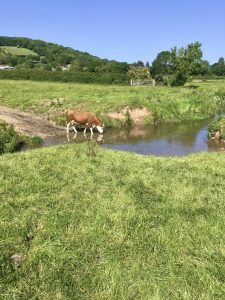 cow in stream