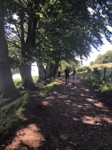 Avenue of beech trees at Draycott Sleights