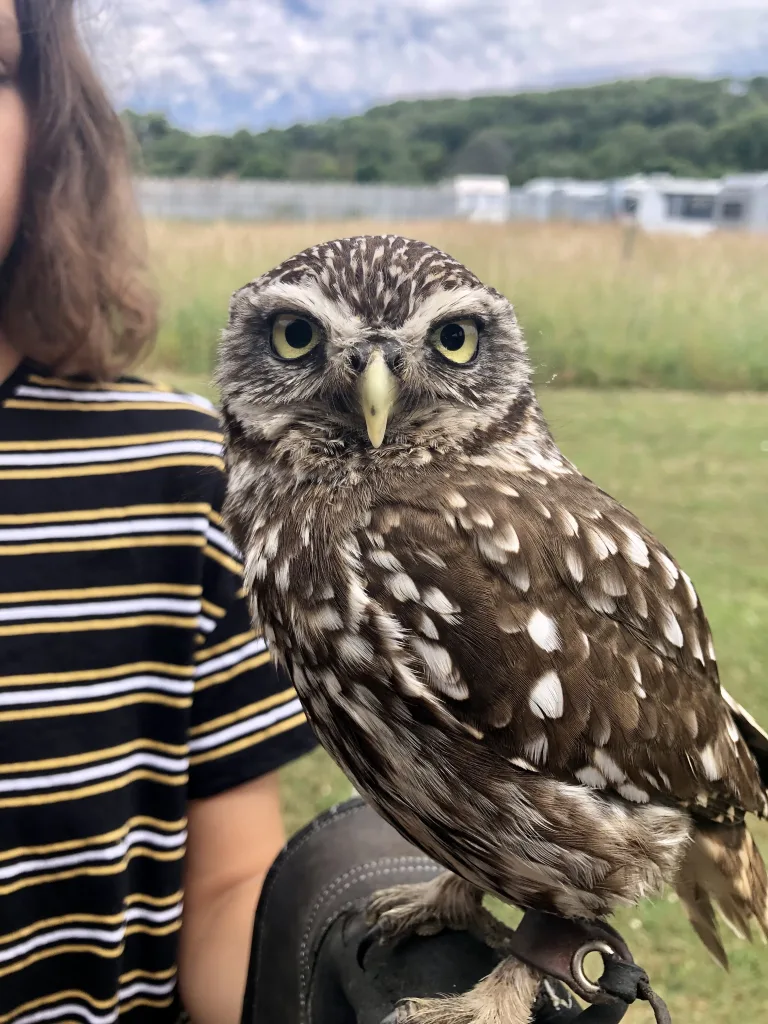 Owl from the North Somerset Bird of Prey Centre