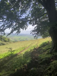 View through the trees of Somerset