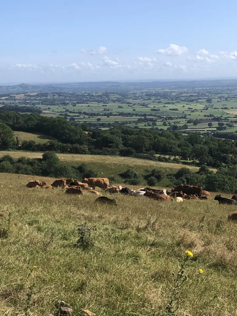 Cattle grazing at Draycott Sleights