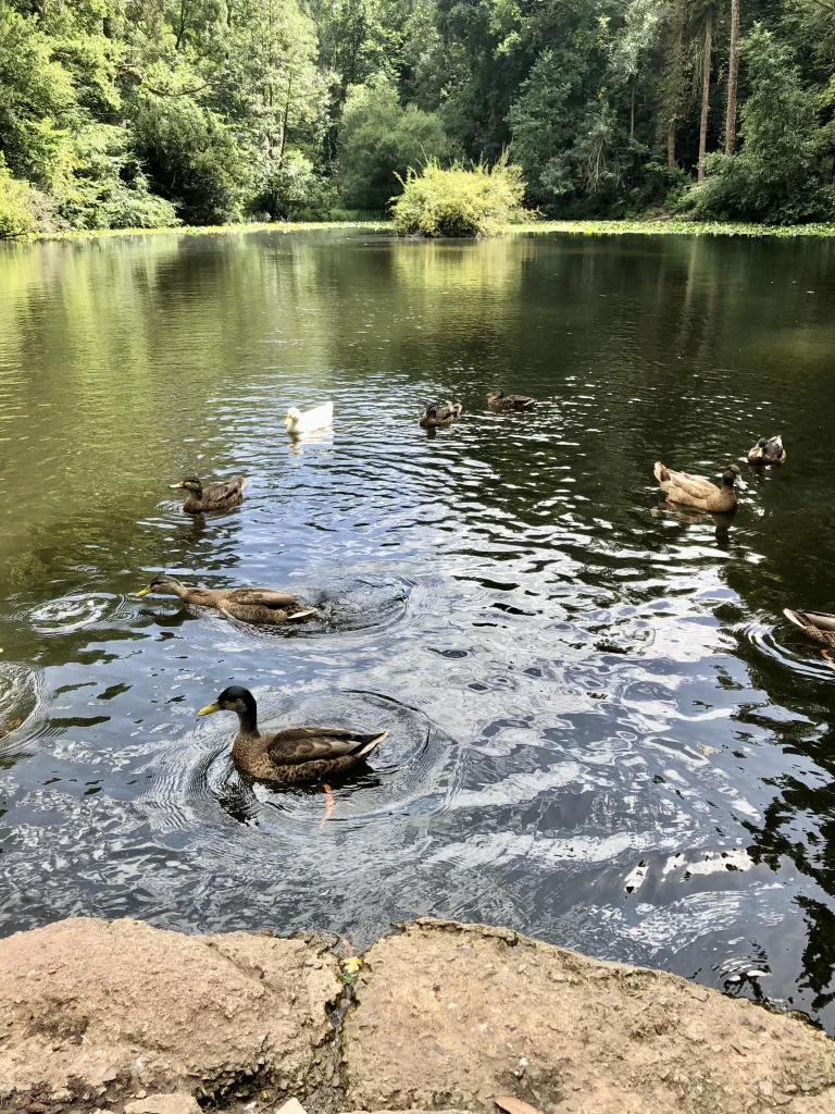 Ducks on Abbots Pool