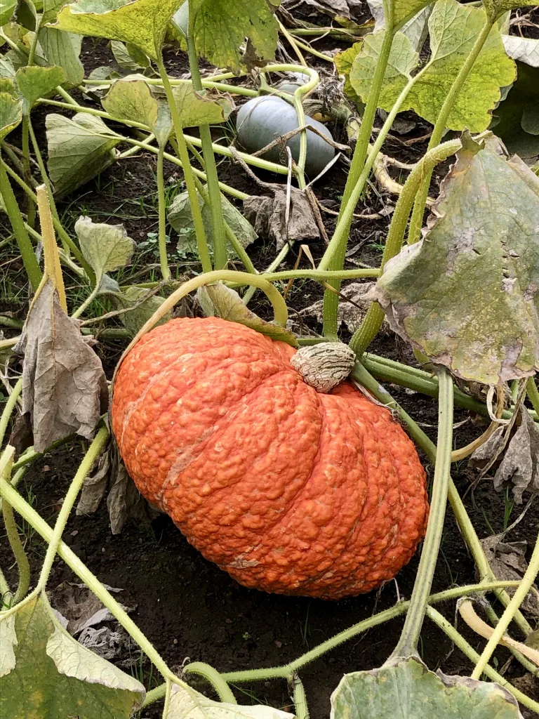 Pumpkin picking near Bristol