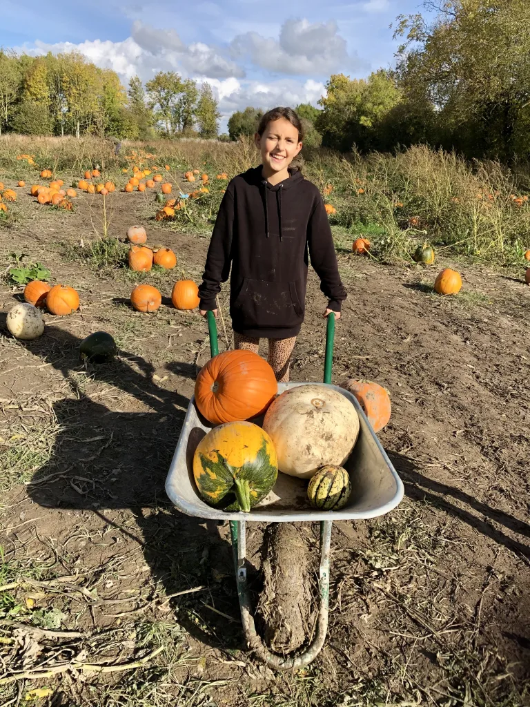 Collecting pumpkins in a wheelbarrow