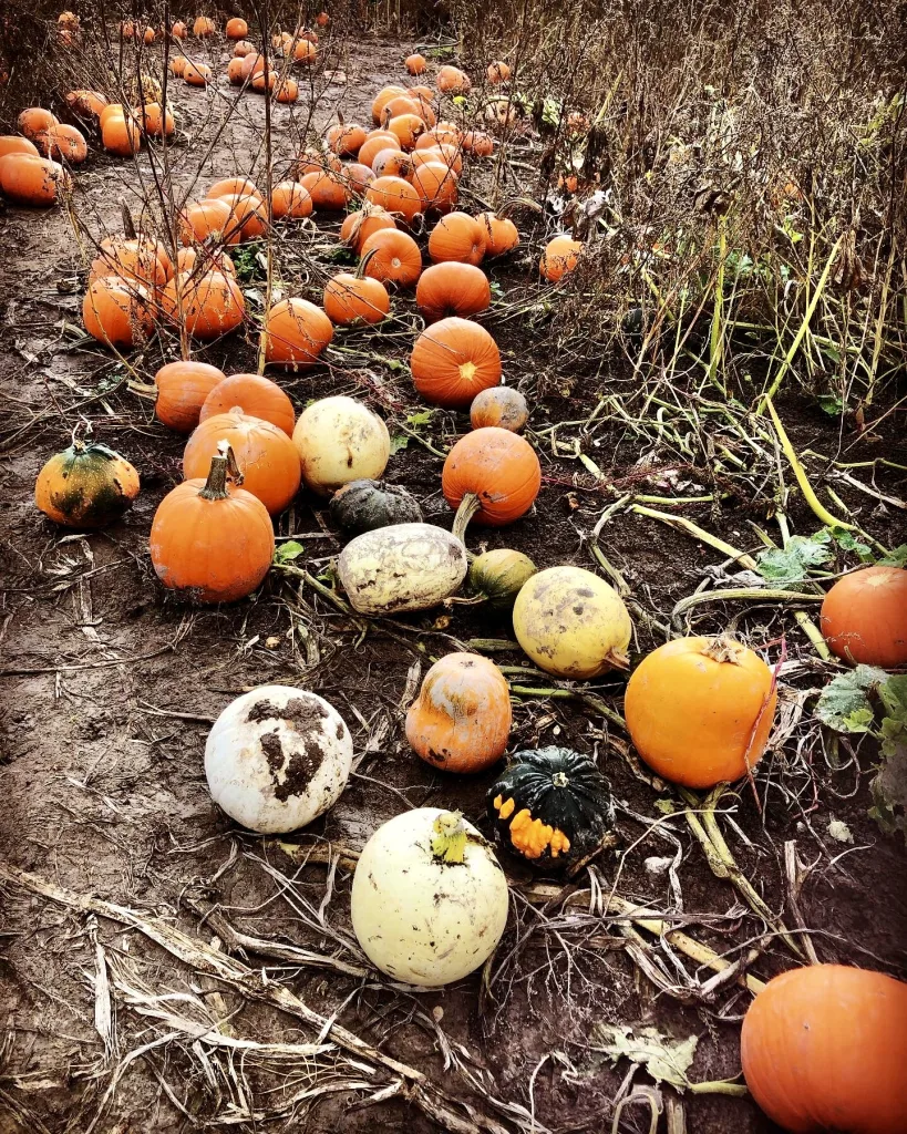 Somerset Pumpkin Patch