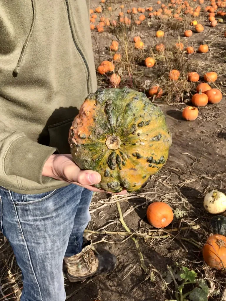 Somerset pumpkin patch