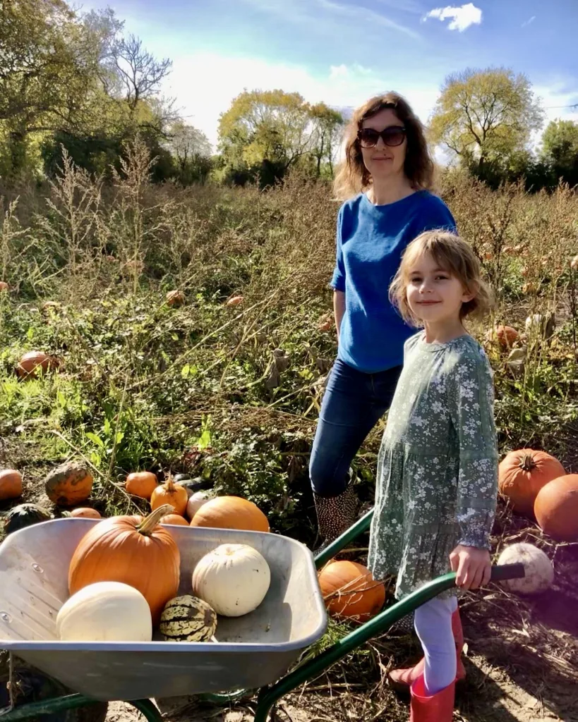 Pumpkin patch in Somerset