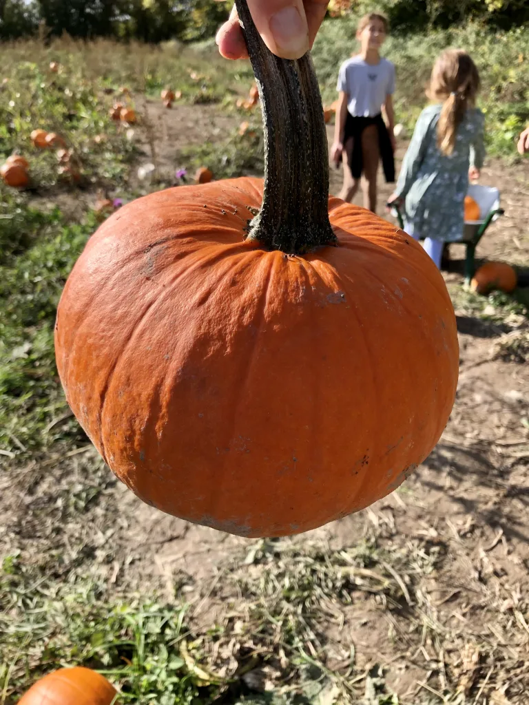 Pumpkin picking in Somerset