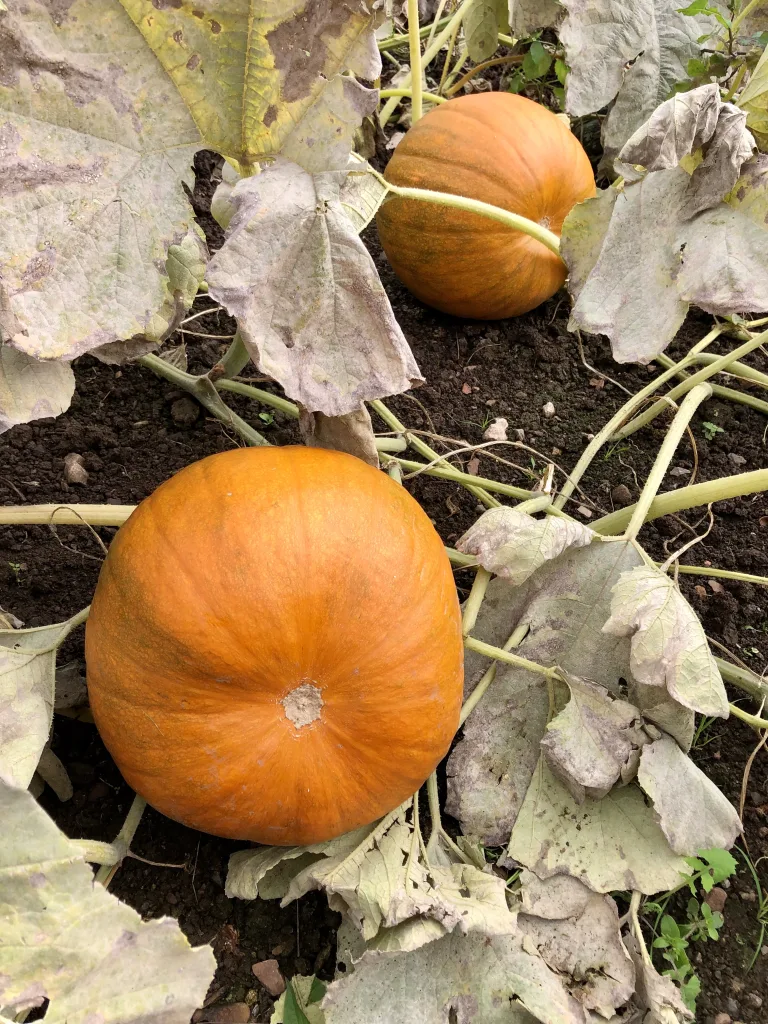 Pumpkin Picking