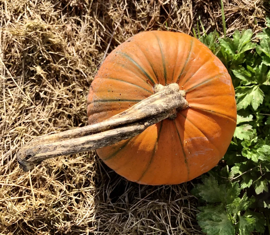 Pumpkin - Halloween Event in Somerset