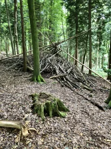 Den in Snake's Well Wood