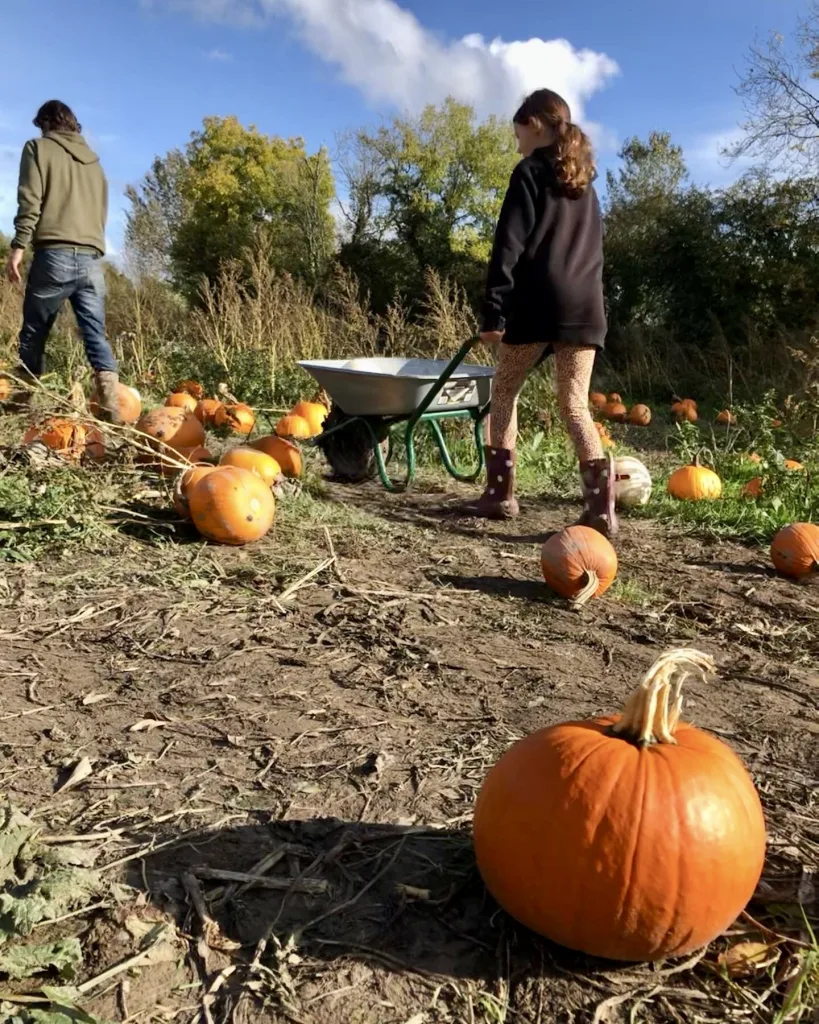 Picking pumpkins in Somerset