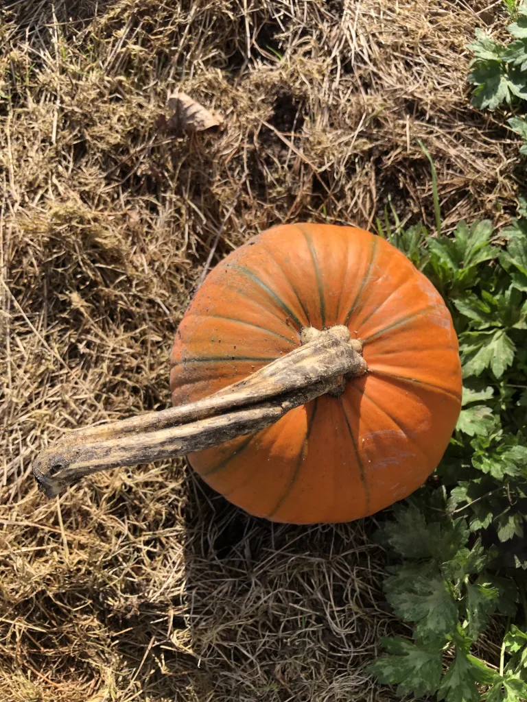 Somerset pumpkin patches