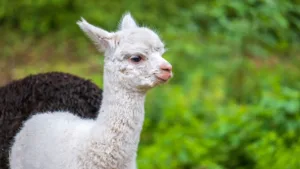 alpaca, baby animal-