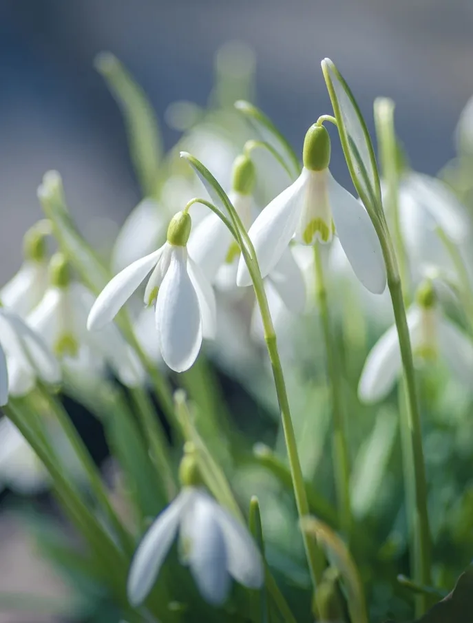 Snowdrops in Somerset