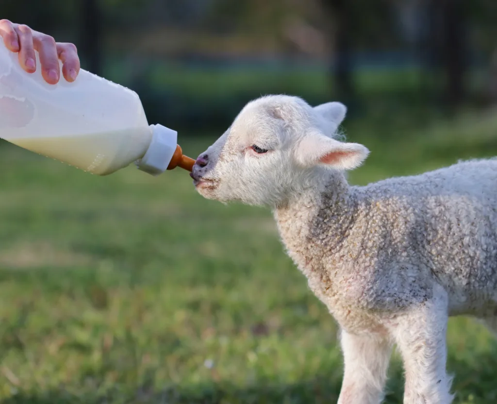 Lambing Events in Somerset