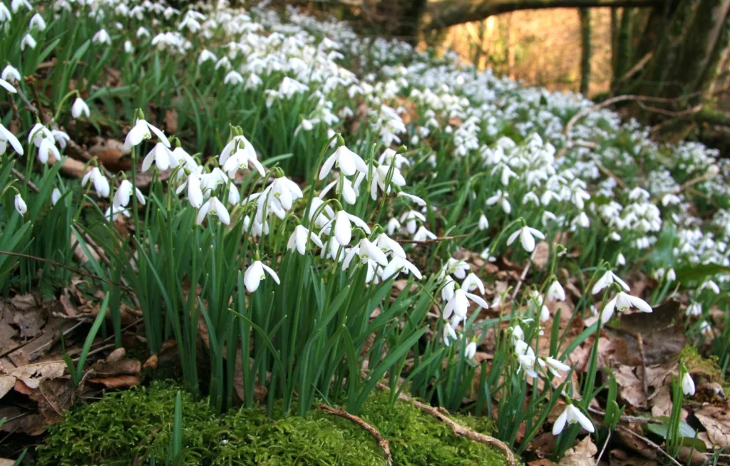 Snowdrops in Somerset