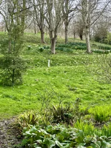 Primroses in East Quantoxhead