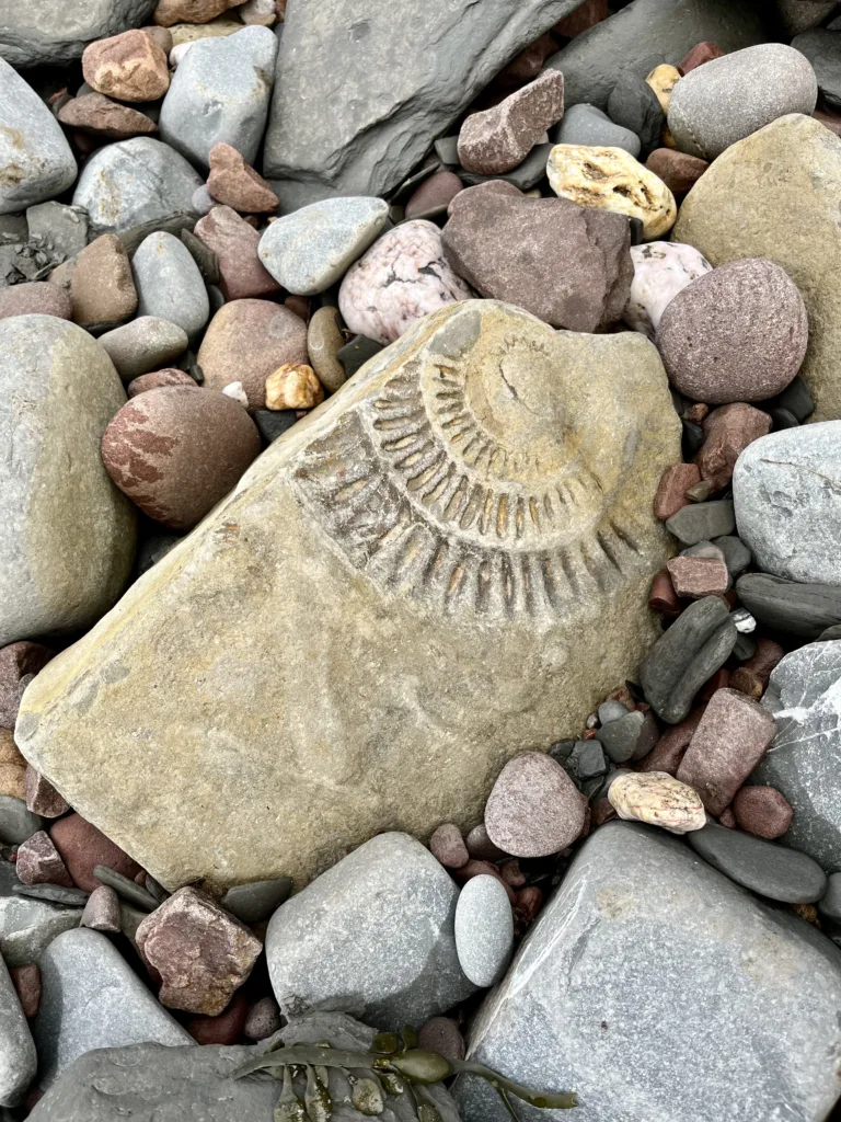 Fossil on Kilve Beach