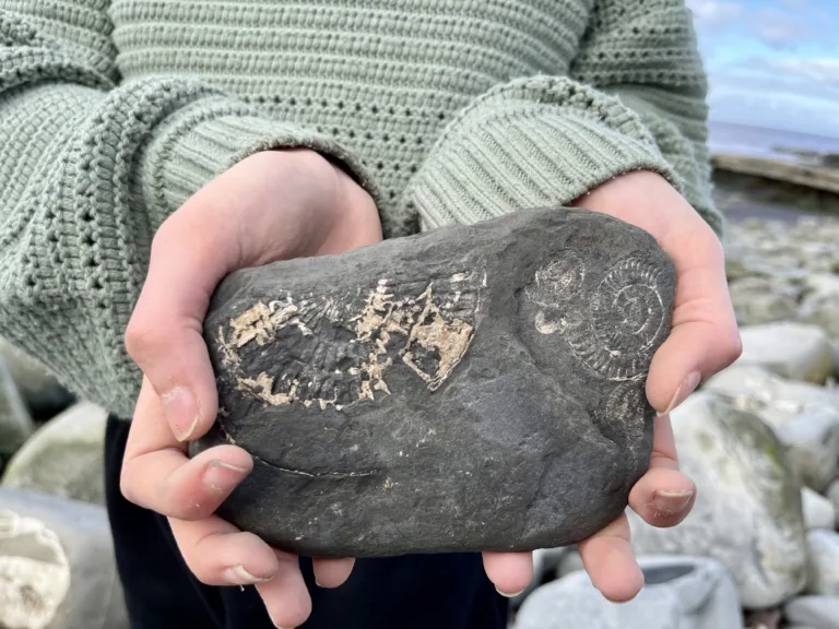 Fossils on Kilve Beach, Somerset