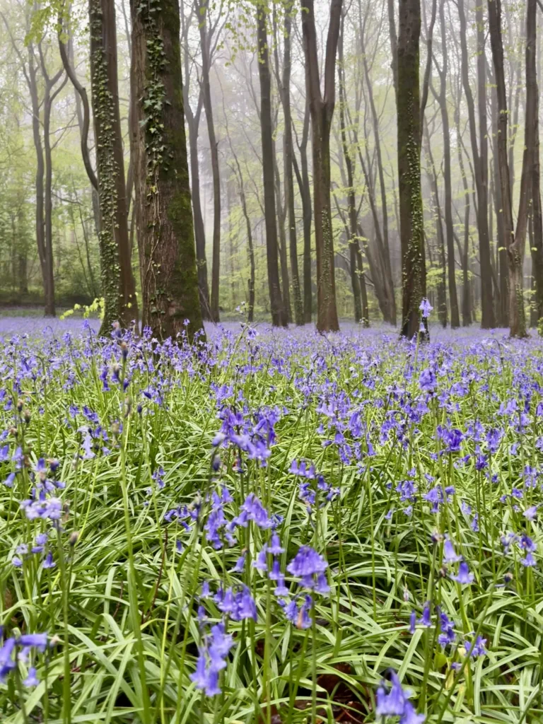 Bluebell Walks