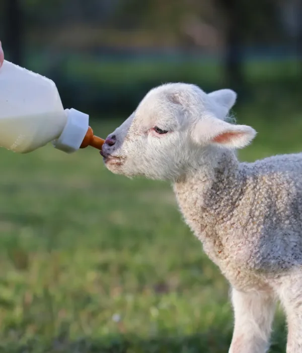 Lambing Events in Somerset