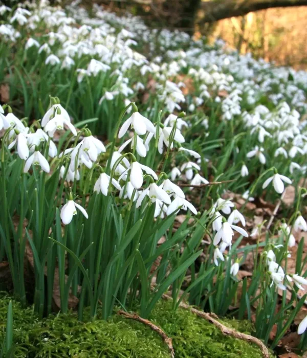 Snowdrops in Somerset